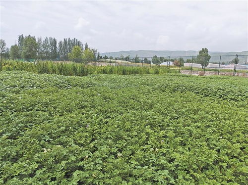 高原種業(yè)考官 為植物新品種驗(yàn)明身份，保障農(nóng)作物種子經(jīng)營(yíng)